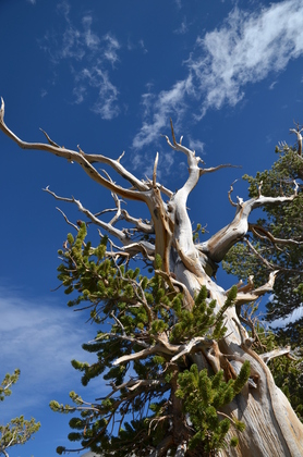 Great Basin National Park