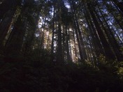 Redwood National Forest
