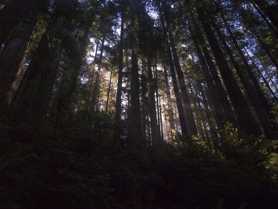 Redwood National Forest