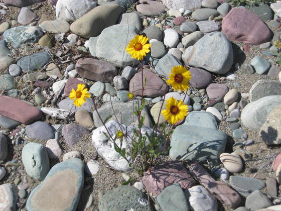 Glacier National Park