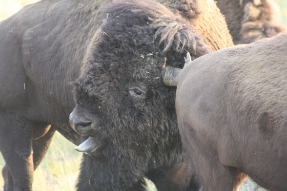 Yellowstone National Park
