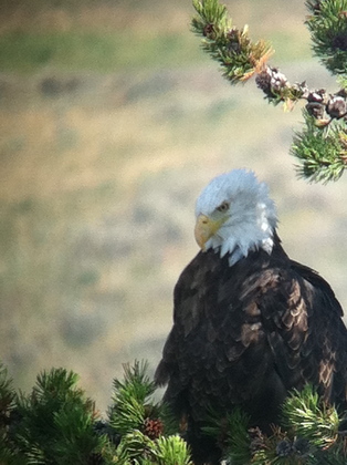 Yellowstone National Park