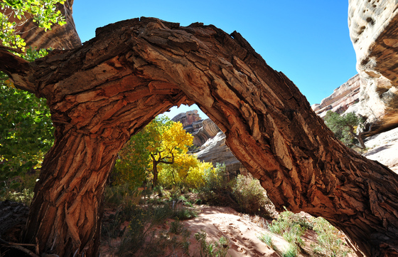 Natural Bridges National Monument