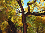Natural Bridges National Monument