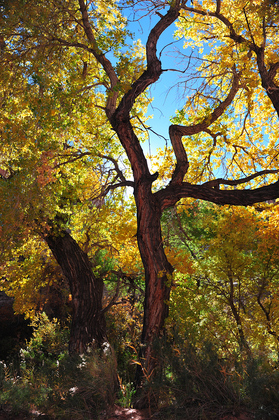 Natural Bridges National Monument