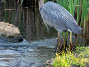 Great Meadows National Wildlife Refuge