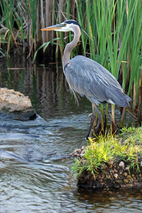 Great Meadows National Wildlife Refuge