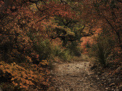 Guadalupe Mountains National Park