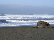 Redwood National Park