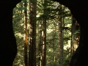 Redwood National Park