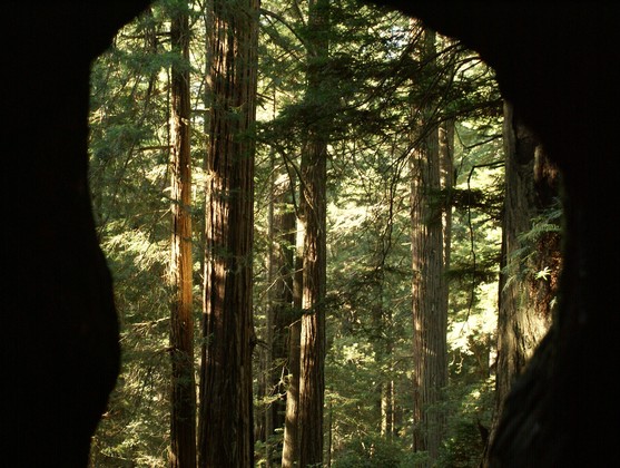 Redwood National Park