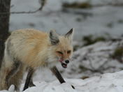 Yellowstone National Park