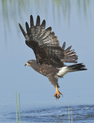 Arthur R Marshall Loxahatchee Natl Wildlife R.