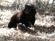 sequoia national park