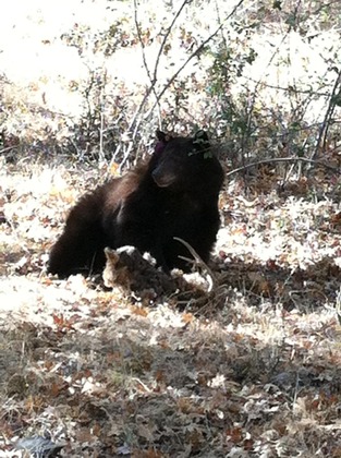 sequoia national park