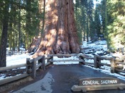 sequoia national park