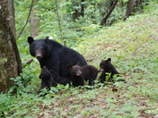 smoky mt. national park
