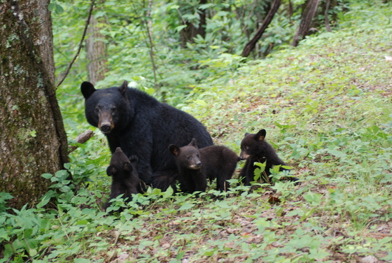 smoky mt. national park