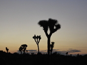 Joshua Tree National Park
