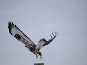 Fort Pierre National Grasslands
