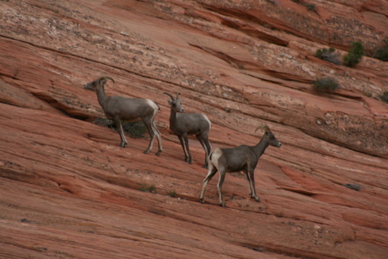 Zion National Park