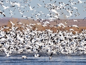Bosque Del Apache NWR