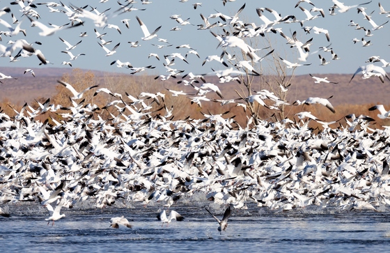 Bosque Del Apache NWR