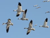 Bosque Del Apache NWR