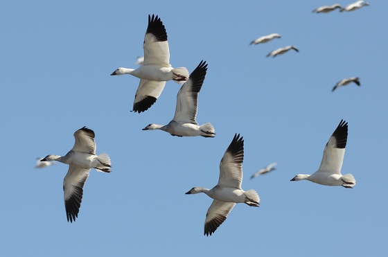 Bosque Del Apache NWR