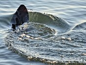 Pea Island National Wildlife Refuge