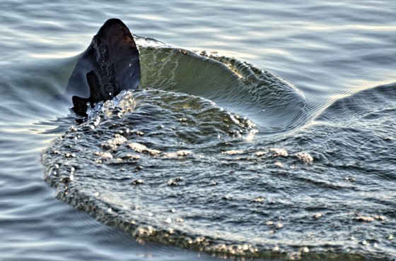 Pea Island National Wildlife Refuge