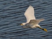 Pea Island National Wildlife Refuge
