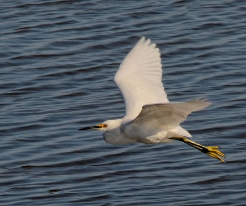 Pea Island National Wildlife Refuge