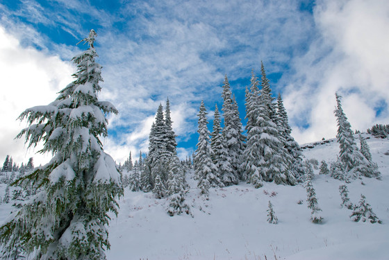 Mt. Rainier National Park