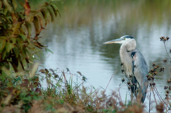 Blackwater NWR