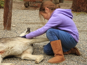 Denali National Park