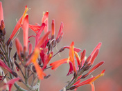 Joshua Tree National Park