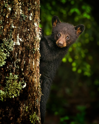 Smoky Mountains National Park