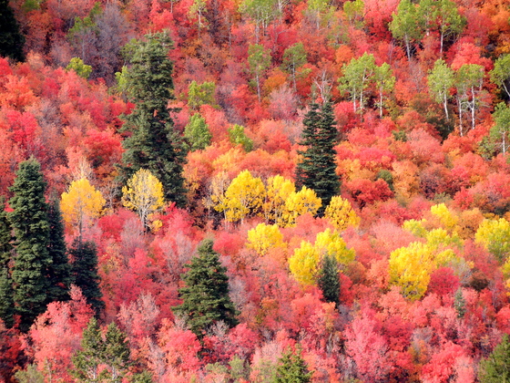 Uinta National Forest/Sundance Ski Resort