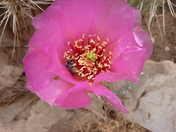 Grand Canyon National Park