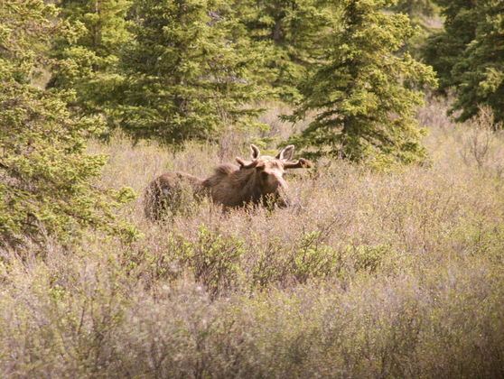 Denali