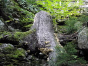 White Mountain National Forest