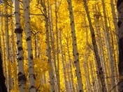 San Juan National Forest