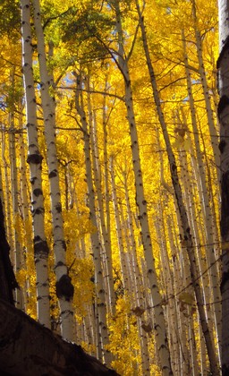 San Juan National Forest