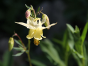 Flathead National Forest