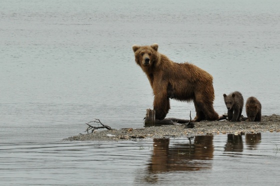 Katmai National Park
