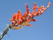Organ Pipe Cactus National Monument