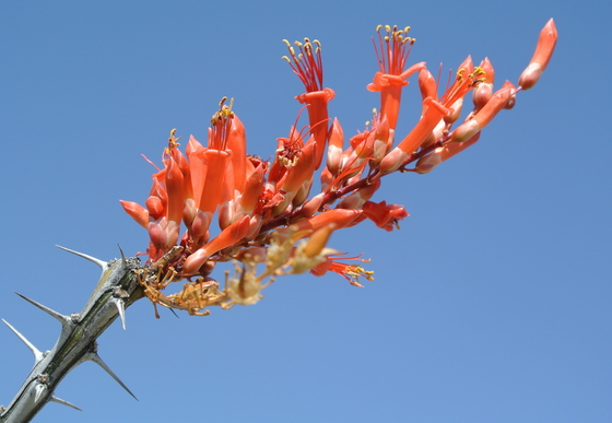 Organ Pipe Cactus National Monument
