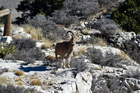 Guadalupe Mountains National Park