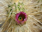 Organ Pipe Cactus national Monument